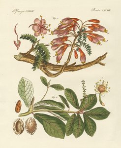 Plantes étrangères (gravure en couleur)