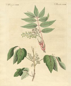 Plantes toxiques étrangères - German School