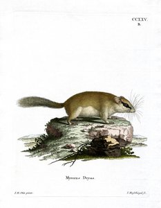 Loir des forêts