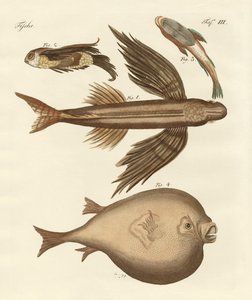 Quatre poissons merveilleux - German School