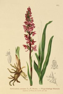 Orchis odorant (Gymnadenia conopea)
