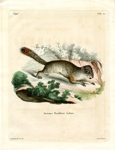 Spermophile de Franklin - German School