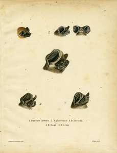 Chauves-souris à queue libre