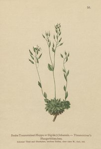 Drave froide (Draba Traunsteineri, Draba frigida)