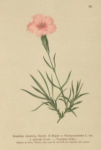 Œillet fringé (Dianthus Monspessulanus, Dianthus alpestris, Dianthus alpicola) - German School