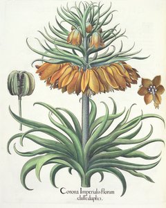 Fritillaire : Corona Imperialis florum classe duplici, du Hortus Eystettensis par Basil Besler (1561-1629), pub. 1613
