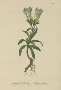 Gentiane de Froelich (Gentiana Froelichii)