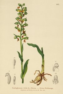 Orchis grenouille (Coeloglossum viride)