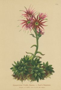 Joubarbe de Funk (Sempervivum Funkii)