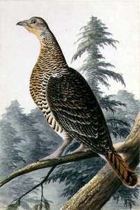 Oiseau de gibier, vers 1740