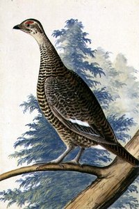 Oiseau de gibier, vers 1740