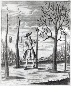 Jardinage et maladies des plantes, une illustration de 