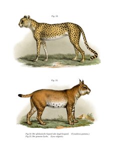 Guépard, 1860