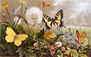Papillons allemands, planche de "Brehms Tierleben: Allgemeine Kunde des Tierreichs", vol.9, p.376, publié par Bibliographisches Institut