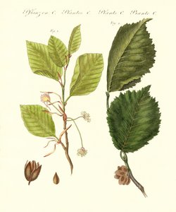 Arbres forestiers allemands