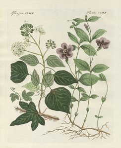 Plante persistante allemande