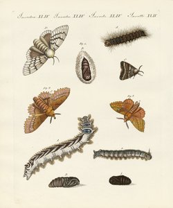 Papillons de nuit allemands
