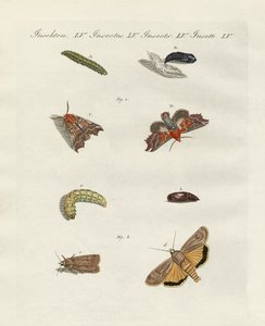 Papillons allemands