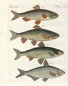 Poissons de rivière allemands