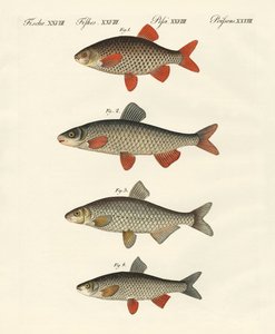Poissons de rivière allemands - German School