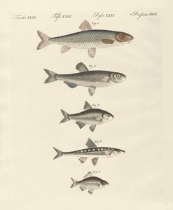Poissons de rivière allemands - German School