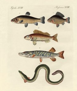 Poissons de mer allemands - German School