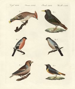 Oiseaux chanteurs allemands