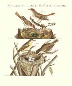 Oiseaux chanteurs allemands - German School