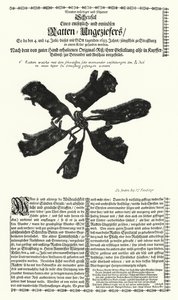 Rats géants attrapés à Strasbourg en 1683
