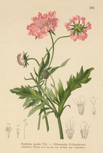 Scabieuse luisante (Scabiosa lucida) - German School