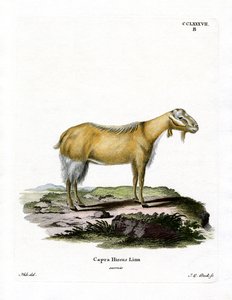 Chèvre Sans Cornes