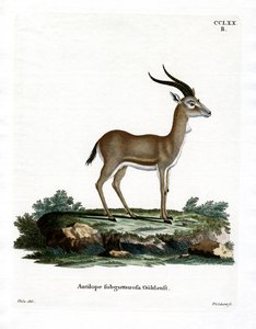 Gazelle à goitre