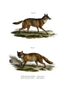 Chacal doré, 1860