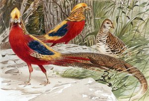 Faisan doré, planche de "Brehms Tierleben : Connaissance générale du règne animal", vol. 5, p. 588, publié par Bibliographisches Institut