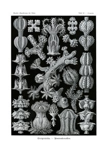 Gorgonida, 1899-1904