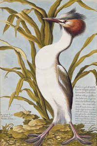 Grèbe huppé (Podiceps cristatus) vers 1748
