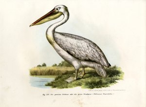 Grand pélican blanc, 1864