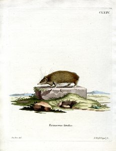 Grand hérisson tenrec - German School