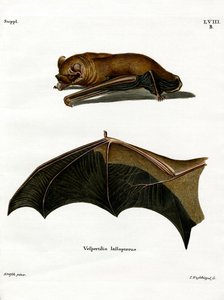 Noctule grand - German School