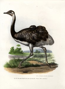 Émeu, 1864 - German School