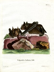 Grande chauve-souris à nez de lance - German School