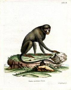 Singe à nez tacheté - German School