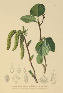 Aulne vert (Alnus viridis)