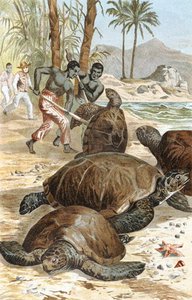 Tortue verte, planche de "Brehms Tierleben: Allgemeine Kunde des Tierreichs", vol.7, p.596, publié par Bibliographisches Institut - German School