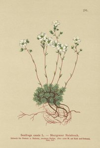 Saxifrage grise (Saxifraga caesia) - German School