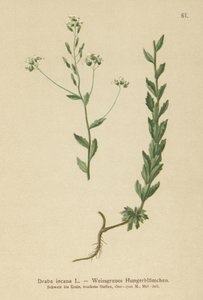 Drave grise (Draba incana)