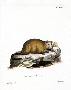 Marmotte - German School
