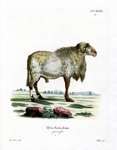 Mouton de Guinée