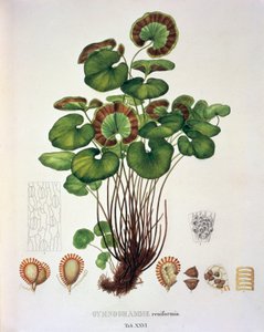 Gymnogramme Reniformis, table XXVI de 