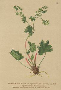 Alchémille glabre (Alchemilla fissa) - German School
